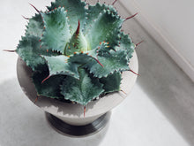 Load image into Gallery viewer, Planter with Dish